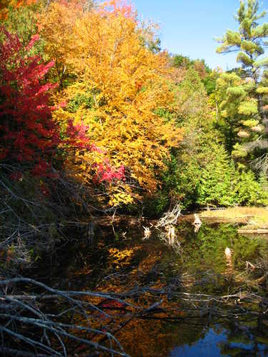 The Au Sable River Adorned in Fall Foliage